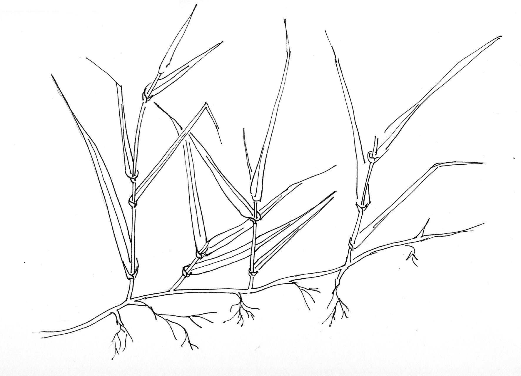 ELYMUS REPENS L. - gramigna comune - sellero zone di confine 2022 - img digitale